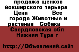 продажа щенков йокширского терьера › Цена ­ 25 000 - Все города Животные и растения » Собаки   . Свердловская обл.,Нижняя Тура г.